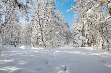The beautiful forests covered with snow in Laolikehu scenic spot Helong city Jilin province, China.