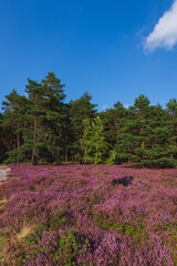 blooming heath in lueneburg heath