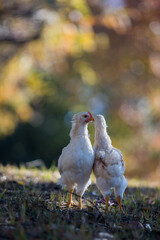 秋の公園で元気で遊んでいる鶏の姿