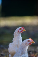 秋の公園で元気で遊んでいる鶏の姿