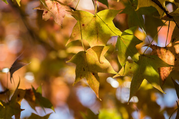 秋の綺麗な紅葉の風景