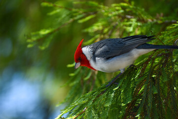 red-crested cardinal (Paroaria coronata)
