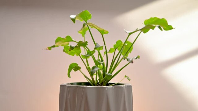 Philodendron Enzie on a rotating display stand, with warm sunlight hitting the background.  Close up view of small houseplant in decorative planter.  