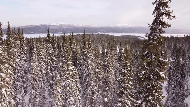 Drone footage of the huge pine trees, lakes, and mountains along cross-country skiing trails in Tarnaby, Lapland, Sweden