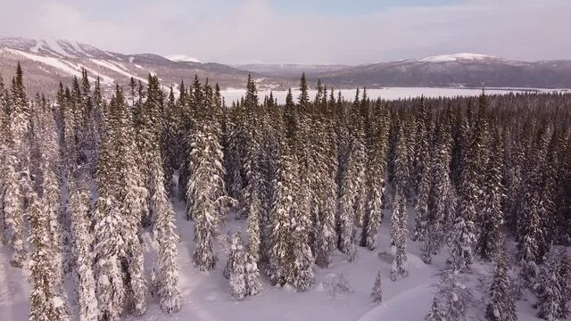 Drone footage taken from a cross-country skiing trail in Tarnaby in winter, Lapland, Sweden
