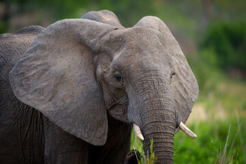 African bush elephant or African savanna elephant (Loxodonta africana). Mpumalanga. South Africa.