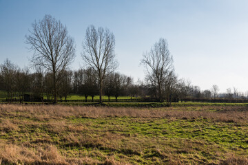 Obraz premium View over trees and meadows at the Belgian countryside near Zoutleeuw