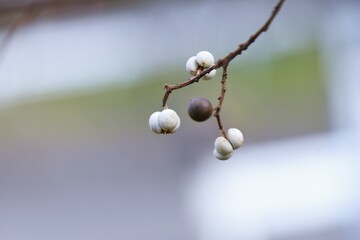 Chinese tallow tree fruits. The surface is covered with a white waxy substance and ripens black in...