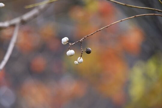 Chinese tallow tree fruits. The surface is covered with a white waxy substance and ripens black in autumn, producing three seeds. 