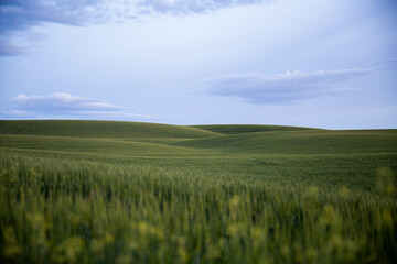 field of green wheat among rolling hills