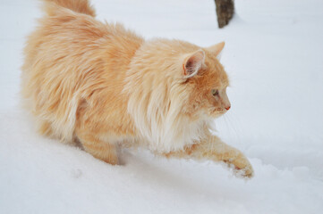 Ginger cat walking through the snow