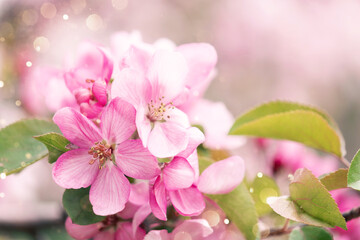 Blooming branch with pink blossoming flowers on a delicate pink background with sparkles