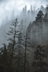 Cloudy Forest on Wahclella Falls Hike In Hood River, Oregon 