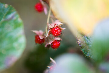 里山で見つけた冬苺の小さな実

