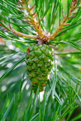 Fototapeta premium Green Pine Tree Sprout Conifer Cone Strobilus Macro