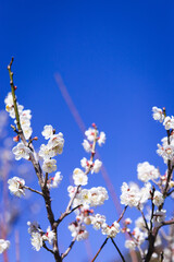 青空を背景に満開の白梅を写す
