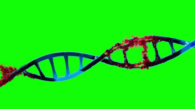 DNA Strand is disintegrating in millions of toxic particles on Greenscreen, DNA slowly rotating while the structure gets destroyed and the cell dies