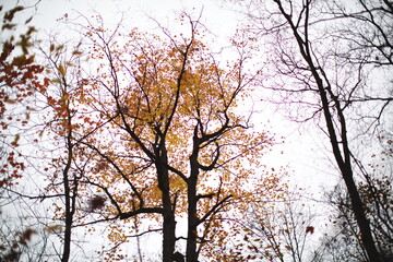 Fall leaves in the forest during the autumn season in Ontario, Canada.