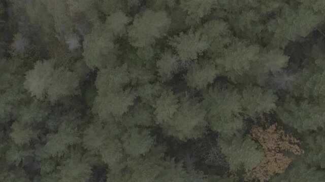 Aerial shot 90 degrees facing down over evergreen tree's