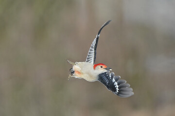 Red Bellied woodpecker on feeder and taking off into flight on sunny winter afternoon