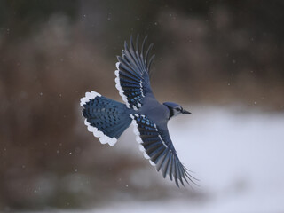 Blue Jays in winter flying and landing and taking off doing acrobatic poses in midair. Some have seeds in their mouths from a bird feeder on an overcast winter day
