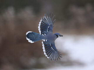 Blue Jays in winter flying and landing and taking off doing acrobatic poses in midair. Some have...