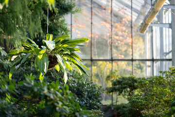 Deciduous plants growing in greenhouse covered with green foliage during autumn season outdoors. Exotic trees and bushes inside old orangery. Winter garden interior with potted flowers. Botany concept