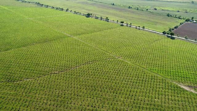 Aerial shot: Large plantation of hazelnut trees. 4k