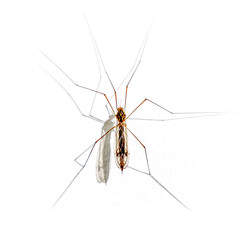 mosquito isolated on white background