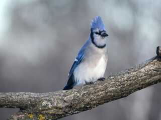 Blue Jays in winter flying and landing and taking off doing acrobatic poses in midair. Some have seeds in their mouths from a bird feeder on an overcast winter day