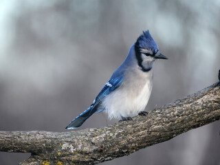 Blue Jays in winter flying and landing and taking off doing acrobatic poses in midair. Some have seeds in their mouths from a bird feeder on an overcast winter day