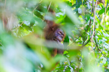 orangutans or pongo pygmaeus is the only asian great found on the island of Borneo and Sumatra