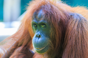 orangutans or pongo pygmaeus is the only asian great found on the island of Borneo and Sumatra