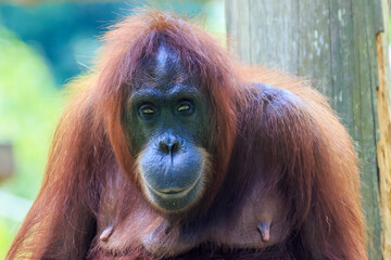 orangutans or pongo pygmaeus is the only asian great found on the island of Borneo and Sumatra