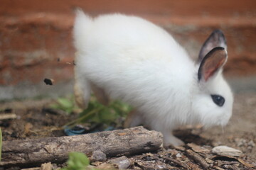 white rabbit in the grass