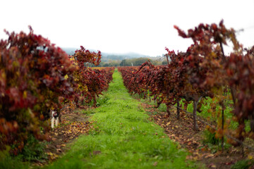 Colorful Zinfandel vineyard in autumn late fall in Sonoma County California