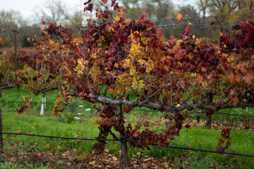 Colorful Zinfandel vineyard and bright green grass in autumn late fall in Sonoma County California