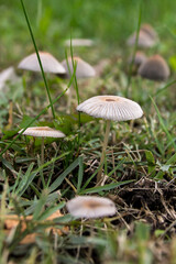 Field Carnation (Marasmius oreades)