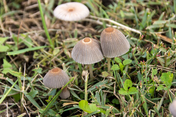 Field Carnation (Marasmius oreades)