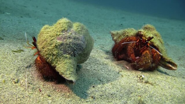 two white-spotted hermit crabs in overgrown Triton trumpet shells foraging on sandy bottom during day, medium shot