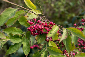 The common goat chew (Euonymus europaeus)