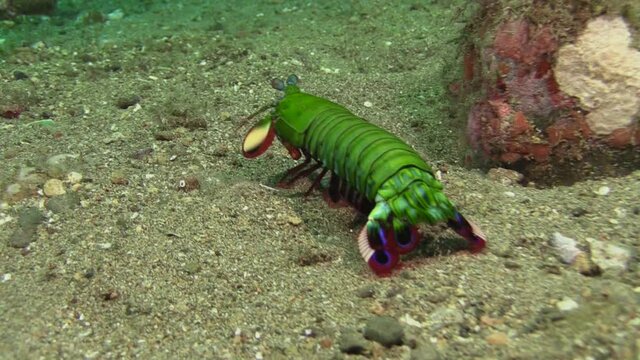 Male Peacock Mantis shrimp moving over sandy bottom using paddle-like flaps, medium shot showing all body parts during daylight