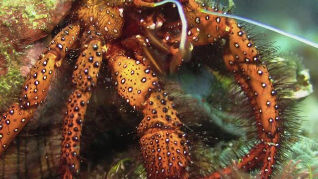 White-spotted hermit crab feeding on seagrass or algae, close-up shot of milling tools, pan to claws