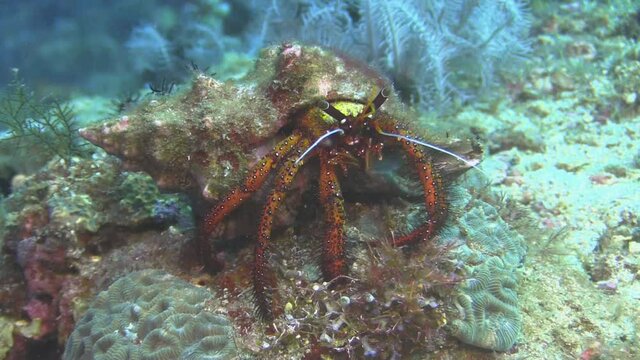 white-spotted hermit crab on coral block foraging on algae  during day, medium shot showing all body parts