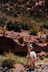 llama on the rocks
