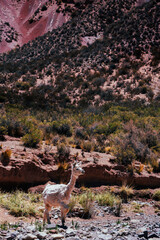 llama in the desert