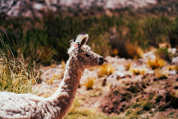 llama in the park