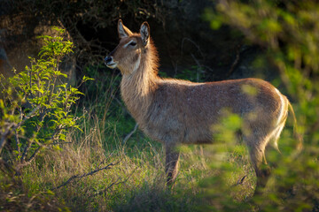 Waterbuck (Kobus ellipsiprymnus). Mpumalanga female. South Africa.