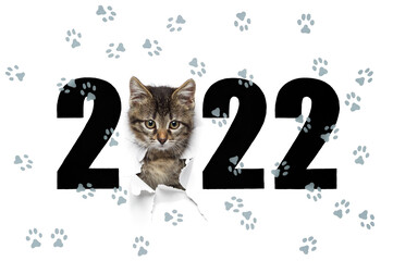 2022 year concept, little kitty in hole of paper and drawn black numbers with cat gray paw footprints, isolated on white background, new year design