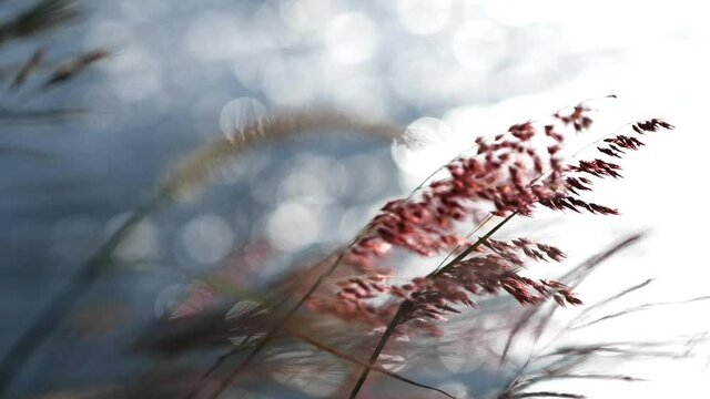 Close up pink grass field flower waving against wind in beautiful riverside bokeh background, slow motion. Vintage autumn landscape background. Concept of nature, flowers, spring, autumn, landscape.